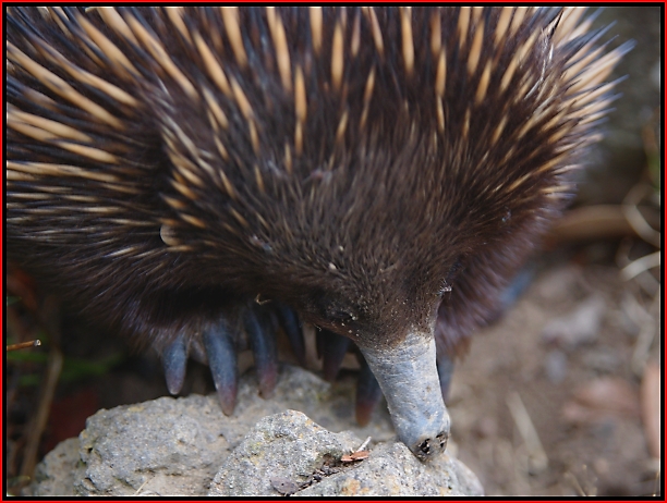 echidna Digging for ants