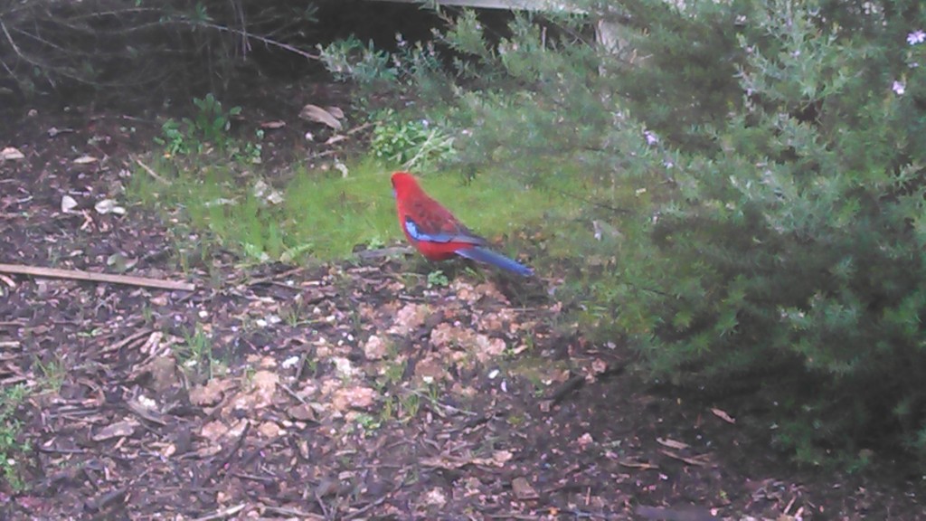 Crimson Rosella