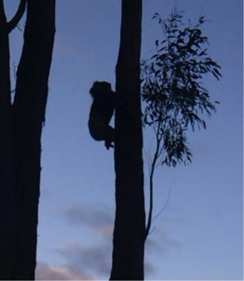 koala sighting