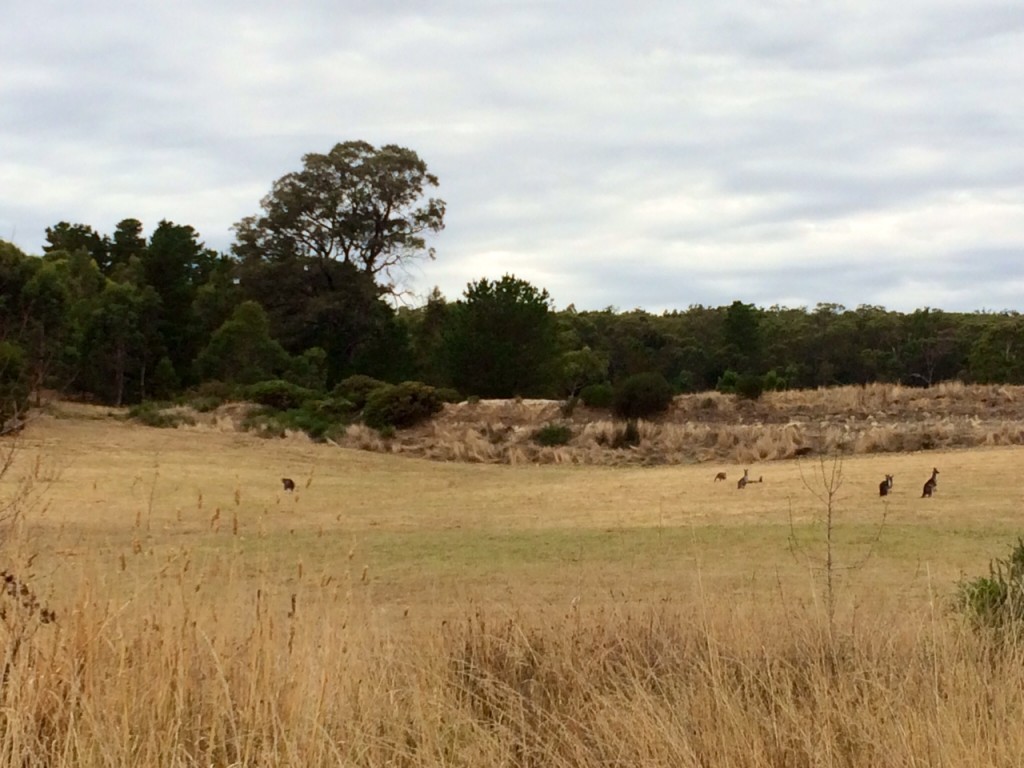 kangas