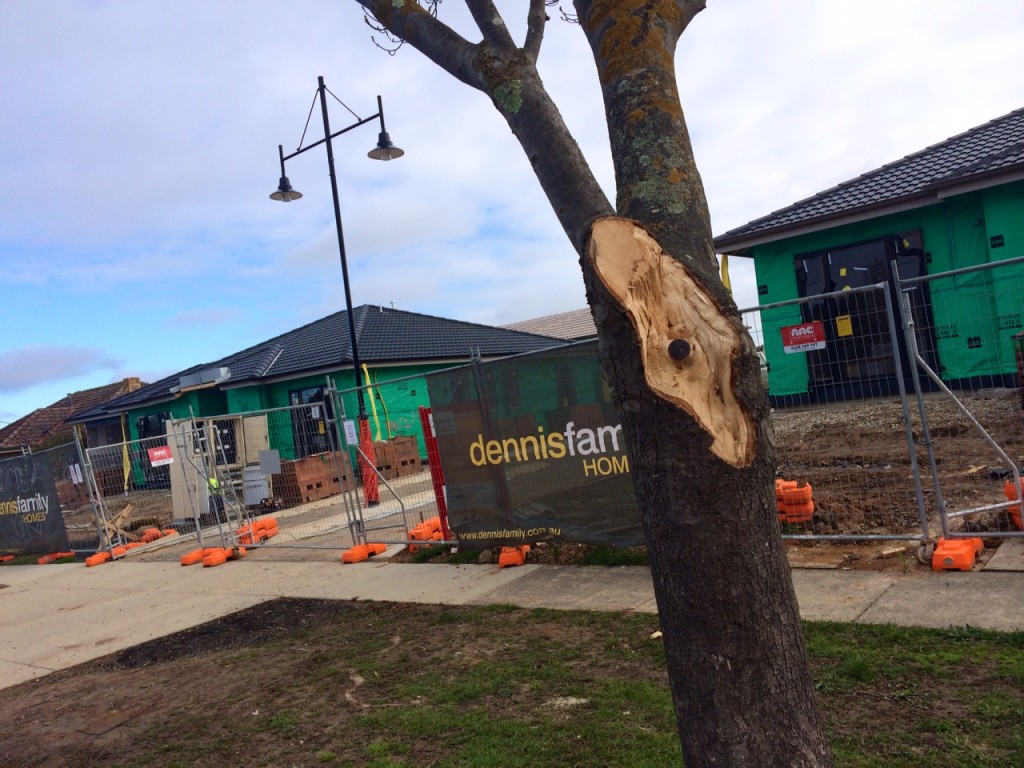 York St Tree today