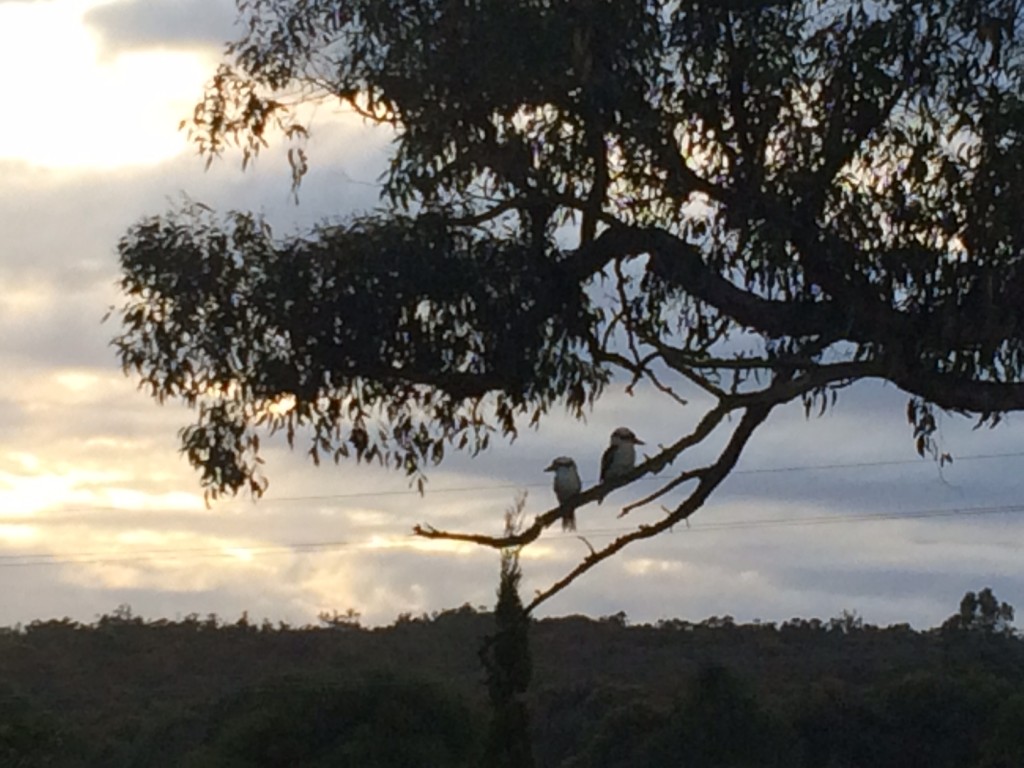 Birds at sunrise