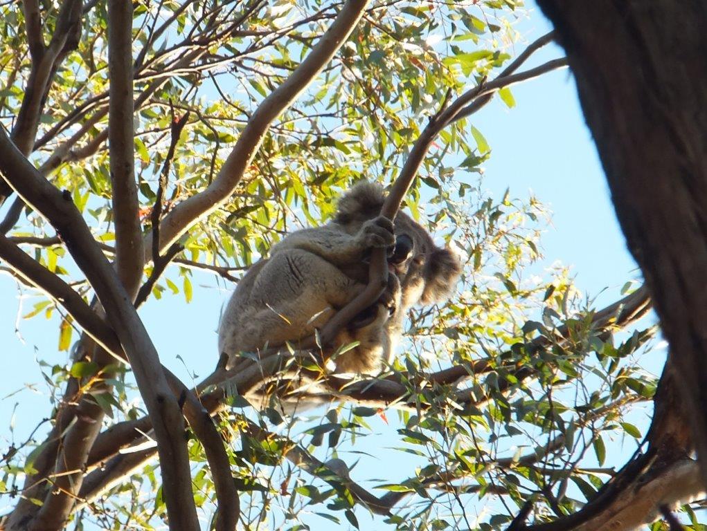 Koala