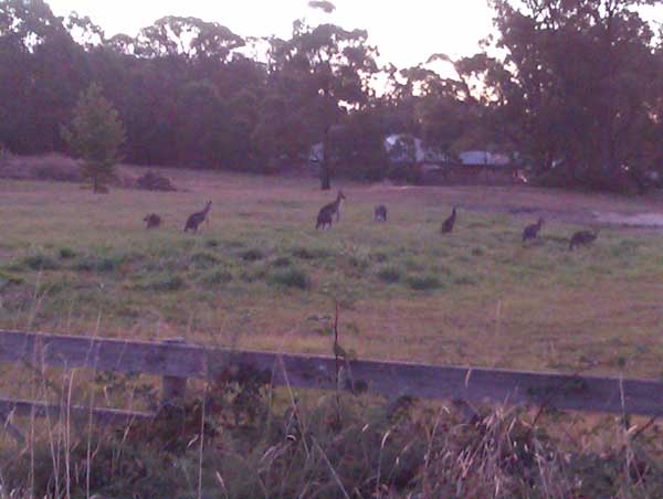 kangaroos in fussell st